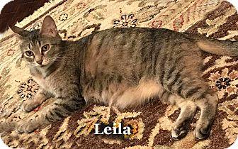 Leia (17946014)