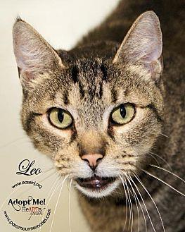 Leo (19873017)