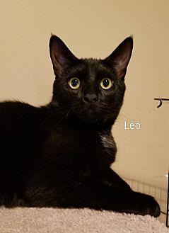 Leo (20851418)