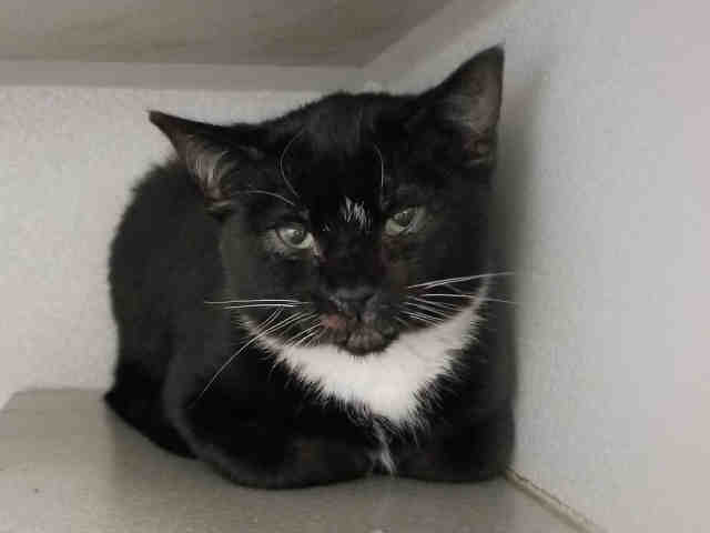 LEROY (A223217)