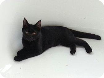 Licorice (17317751)