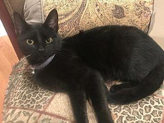 Licorice (20245721)