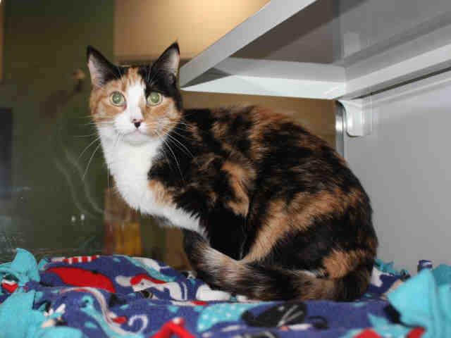 LILAH (A120163)