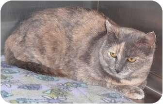 Lilli (5478146)