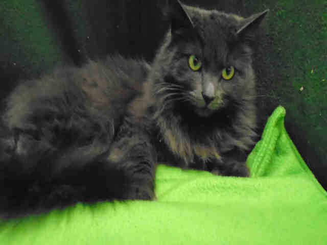 LILLY (A178957)