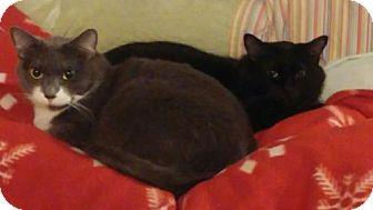 Lilly & Rose (15636784)