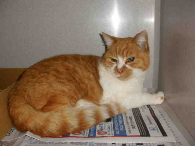 LILY (A223353)