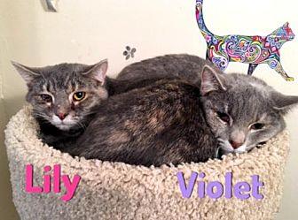 Lily & Viole (20339084)