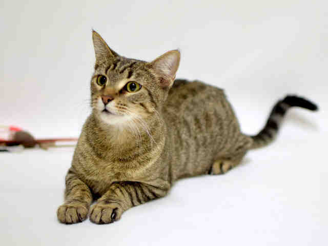 LITTLE (A413455)