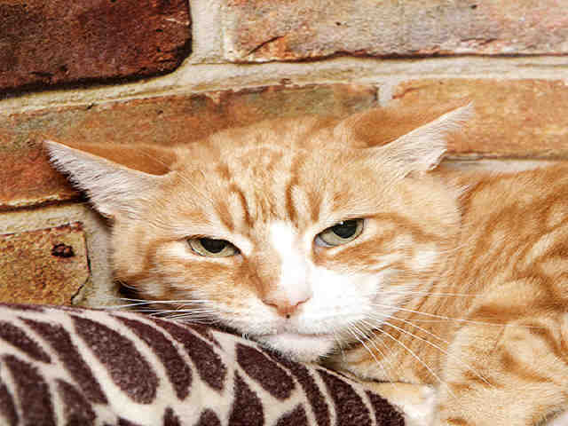 LITTLE BOY (A036673)