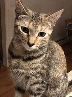 Lizzie (20964656)