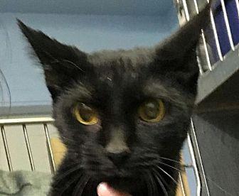 Loki (20844126)