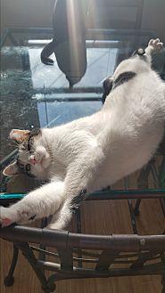 Lola (20993842)