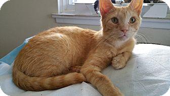 Louie (15903614)