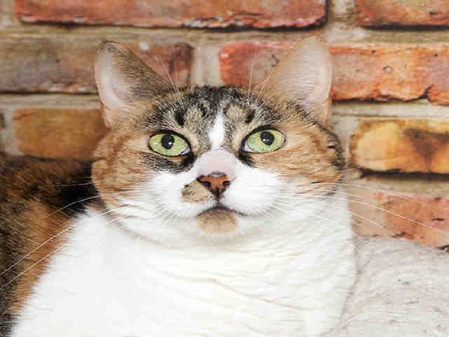 LUCA (A026437)