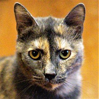 Lucy (Cat 8 (17997328)