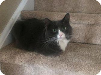 Lucy kitty (17869386)