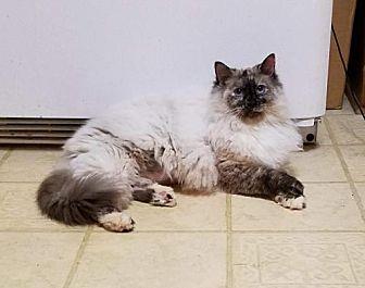 Luna, aka Cr (20911686)