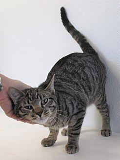 Lynx (20674385)