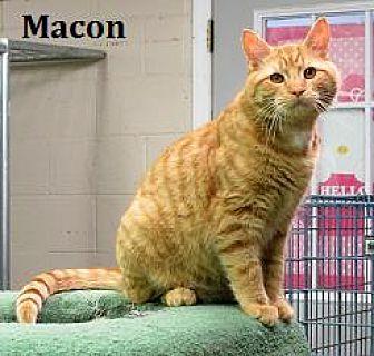 Macon (20877609)