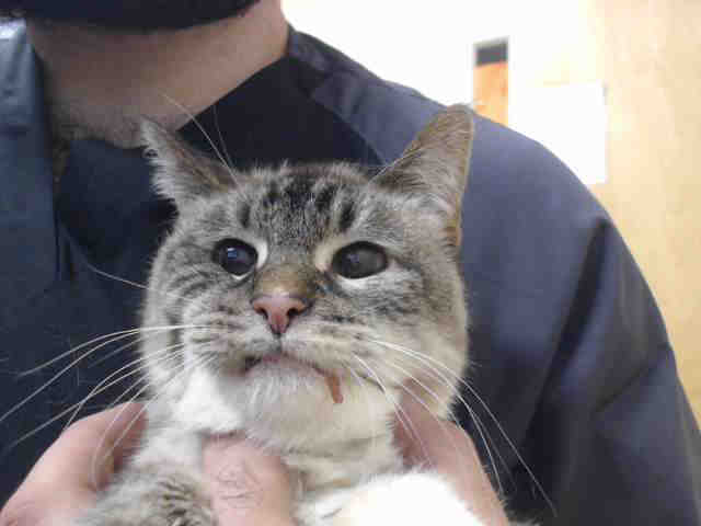 MAEVE (A546673)