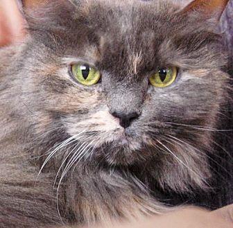 Maisy (15896964)