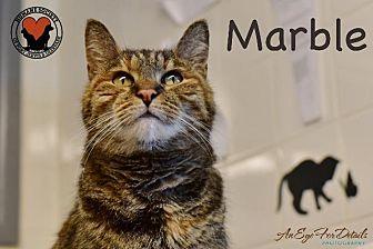 Marble (20471870)