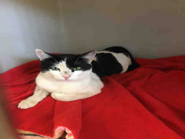 MARCEL (A147116)