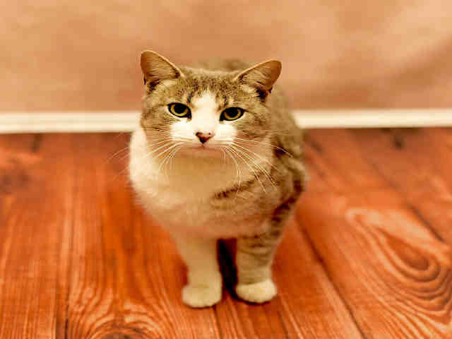 *MARCO (A494117)