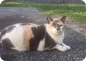 Marmalade (16296490)
