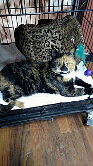 Marmalade (20261515)