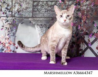 Marshmellow (19580302)