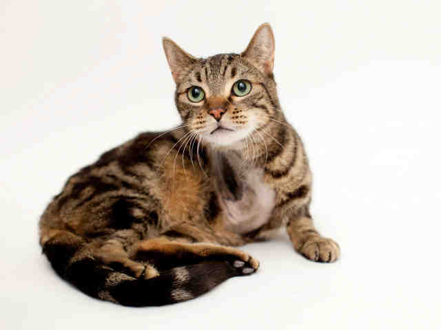 MAUI (A413567)