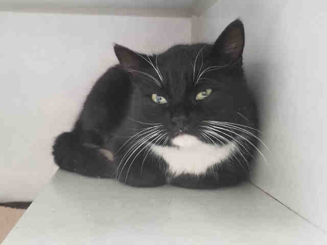 MAUREEN (A223270)