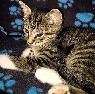 MAX (13330724)