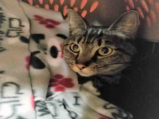 MAX (A059065)