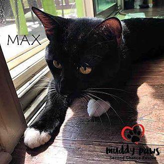 Max (cat) (19382352)