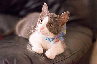 max the kitt (19456330)