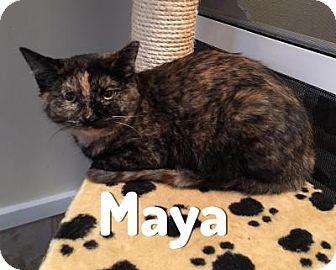 Maya (17076632)