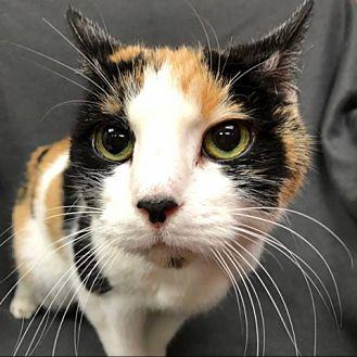 Meesha (20695516)