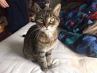 Meow (16403618)