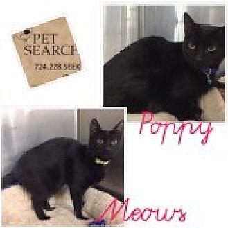 Meows/Poppy (20621034)