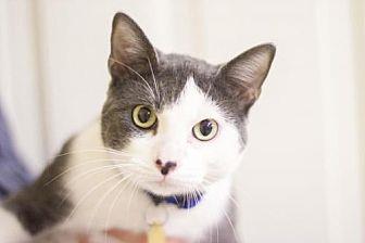 Merlin (20594041)