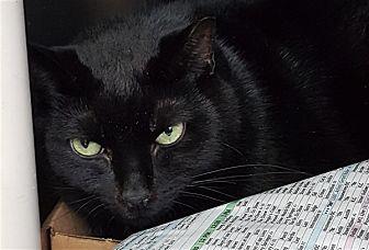 Merlin (20896906)