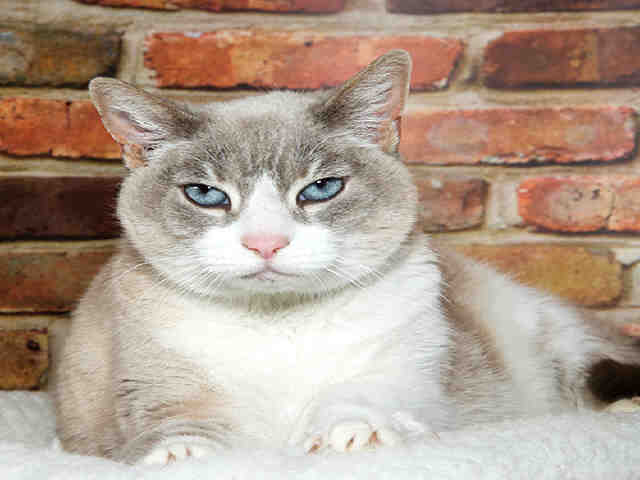MIA (A035143)