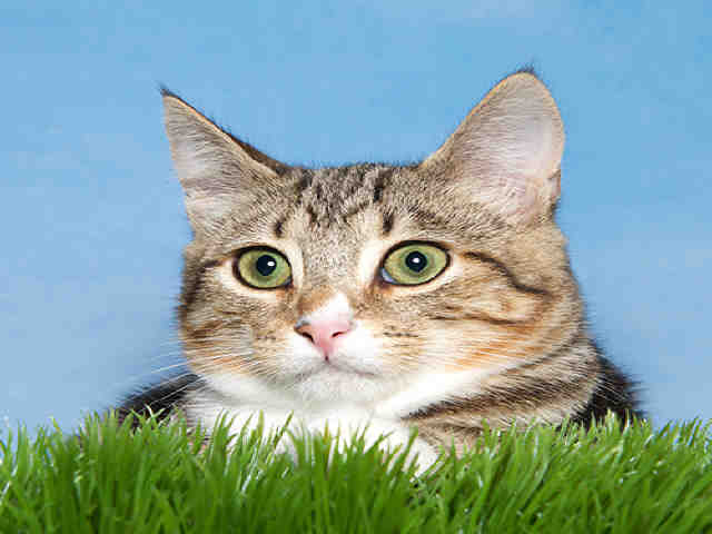 MICK (A036815)