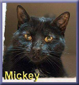 Mickey (19345903)