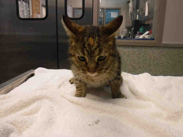 MIDGET (A136110)