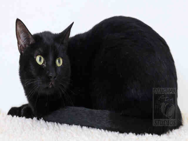 MIDNIGHT (A047371)