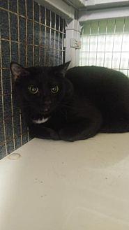 Milo (21034302)